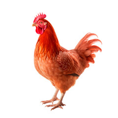 Fototapeta premium Red link hen isolated on transparent background. PNG