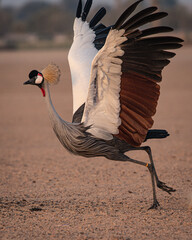 Crowned crane from Al Qudra dessert in Dubai