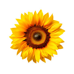Sunflower isolated on transparent background. PNG