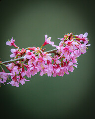 pink flowers on a black background