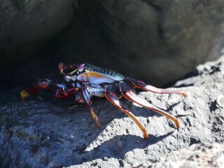 Krebse am Felsen a der Atlantikküste auf la Palma
