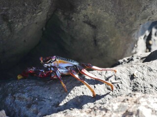 Krebse am Felsen a der Atlantikküste auf la Palma