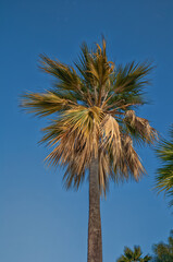 Green and Tan Date Nut Palm Tree Under Blue Sky