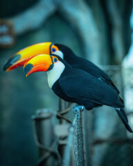 Toucans sitting on a fence.