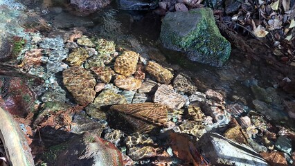 透き通った綺麗な湧き水
