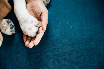 Heartwarming of togetherness and support, a woman hand gently holds a dog paw, symbolizing deep...
