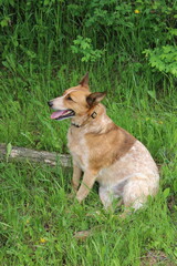 Red Heeler dog sitting in green grass with its tongue sticking out looking at something off camera.