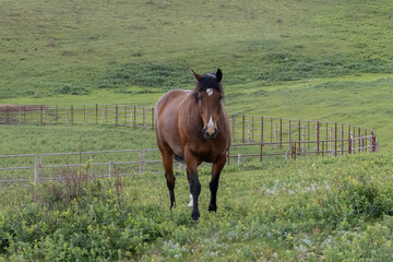 Rural scene of a bay colored horse in a pasture with green grass and a metal fence walking towards the camera.