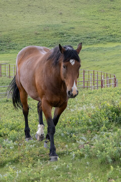 Rural image of a bay colored horse in a pasture of green grass walking towards the camera.