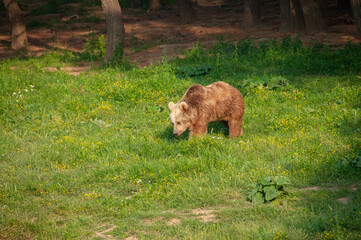 Brown Bear, Ursus arctos feeding in the forest.