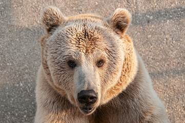 Obraz premium Close portrait of a bear at the zoo. Brown Bear, Ursus arctos
