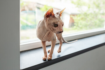 Pet concept. Sphynx cat walks on windowsill.