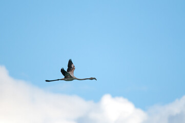 Young Greater Flamingo (Phoenicopterus roseus) flying over Salda Lake in Turkey.
