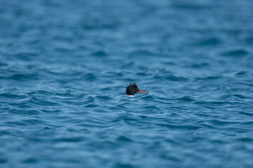Duck swimming on the wavy and blue coloured Mediterranean coast. (Red-breasted Merganser, Mergus serrator)