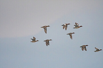 A group of ducks flying in the sky. (Eurasian Wigeon, Mareca penelope)