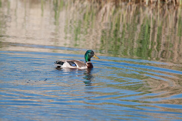 Male Mallard duck (Anas platyrhynchos) swimming in Lake Burdur in Turkey.