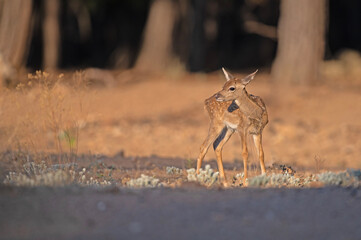 Baby Fallow Deer in the woods. (Fallow Deer, Dama dama)