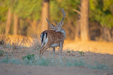 Male fallow deer cleaning itself in the forest. (Fallow Deer, Dama dama)