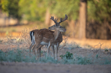 Two male fallow deer in the woods. (Fallow Deer, Dama dama)
