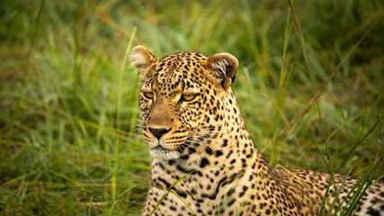 Wild Leopard Portrait