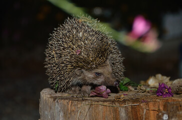 A hedgehog on a tree stump. (Southern White-breasted Hedgehog, Erinaceus concolor)