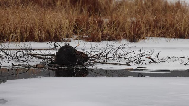 Captivating Moment,  Castor canadensis on Ice in Algonquin - A Canadian Beaver's Winter Feast in Northern Ontario Park. 