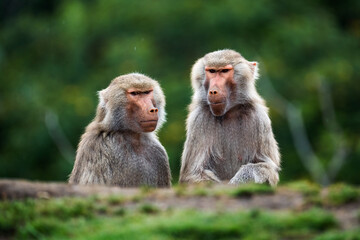 Contemplative Baboon Brothers Sitting Together