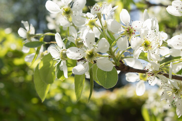 Pyrus communis or common pear tree white flowers closeup. Sunny spring day.