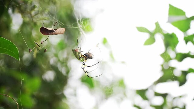 spider on net