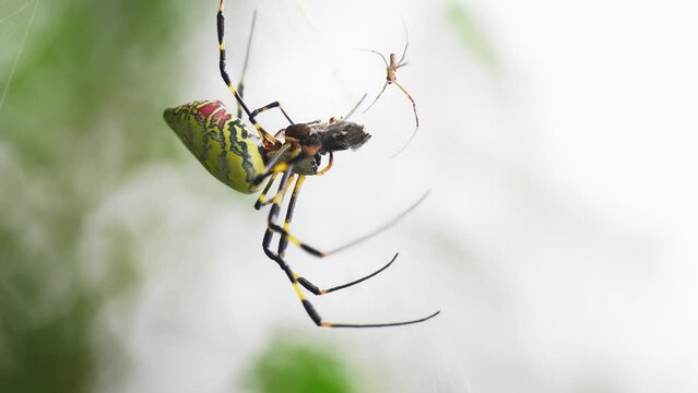 spider on net