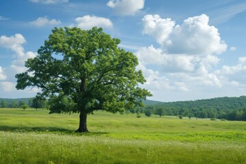 Fototapeta na wymiar Single oak tree standing tall in a lush green meadow