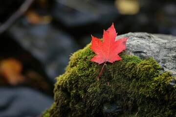 Single red leaf on a moss-covered rock Autumn scene