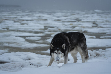 A menacing husky dog ​​with multi-colored eyes on an icy seashore on a winter day.