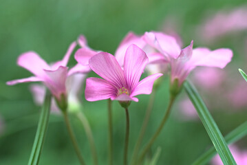 Close-up, macro-fotografía de pequeñas flores de rosas y moradas de