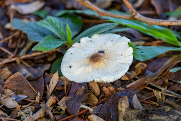 Wild mushroom growing in the Brazilian rainforest