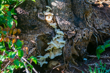 Wild mushroom growing in the Brazilian rainforest