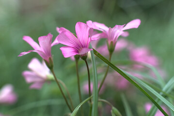 Close-up, macro-fotografía de pequeñas flores de rosas y moradas de"Oxalis articulata" sobre un fondo verde de césped, con enfoque selectivo en las flores.