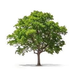 Fototapeta na wymiar An illustration of a single green tree