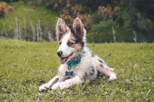 Cachorro de Border Collie Merle