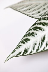 Zebra plant leaf close up on white background