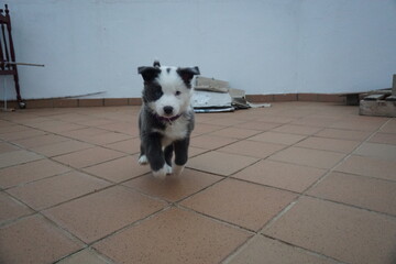 Cachorro Border Collie Blue