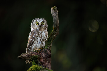 Owl at sunrise. Boreal owl, Aegolius funereus, perched on rotten branch and observes surroundings. Typical small owl with big yellow eyes in first morning sun rays. Known as Tengmalm's owl. Autumn.