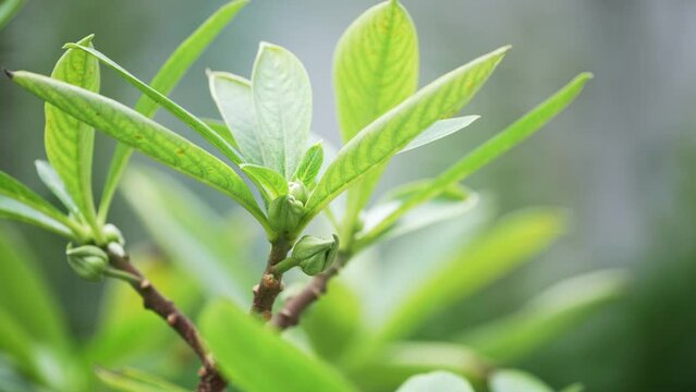 green plant in park