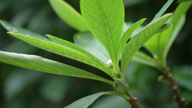 green plant in park