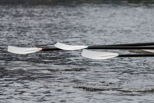 Three oars with black shafts and white blades facing upward over a river. The sculling oars are out of the water and are synchronous. There's water spilling off the blades and into the rippled water. 