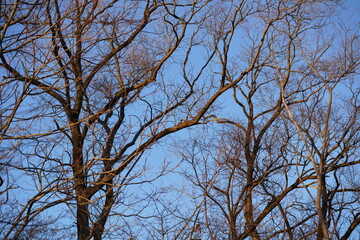 オオアカゲラのいる林