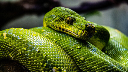 green snake on a branch - Powered by Adobe