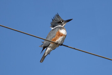 Belted Kingfisher female perched on wire