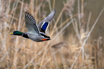 Obraz premium Stockente im Flug