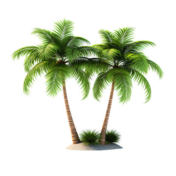 palm trees isolated, Set Coconut palm, Green palm, transparent background, clipping path, single palm tree